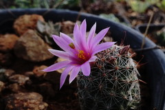 Mammillaria mazatlanensis
