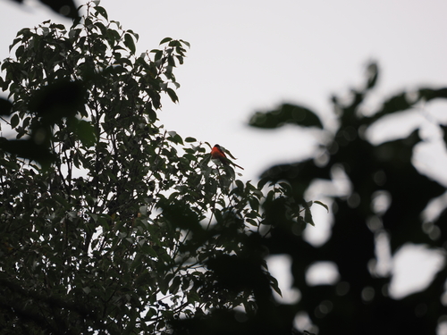 Sunda Minivet (Pericrocotus miniatus), photo 10