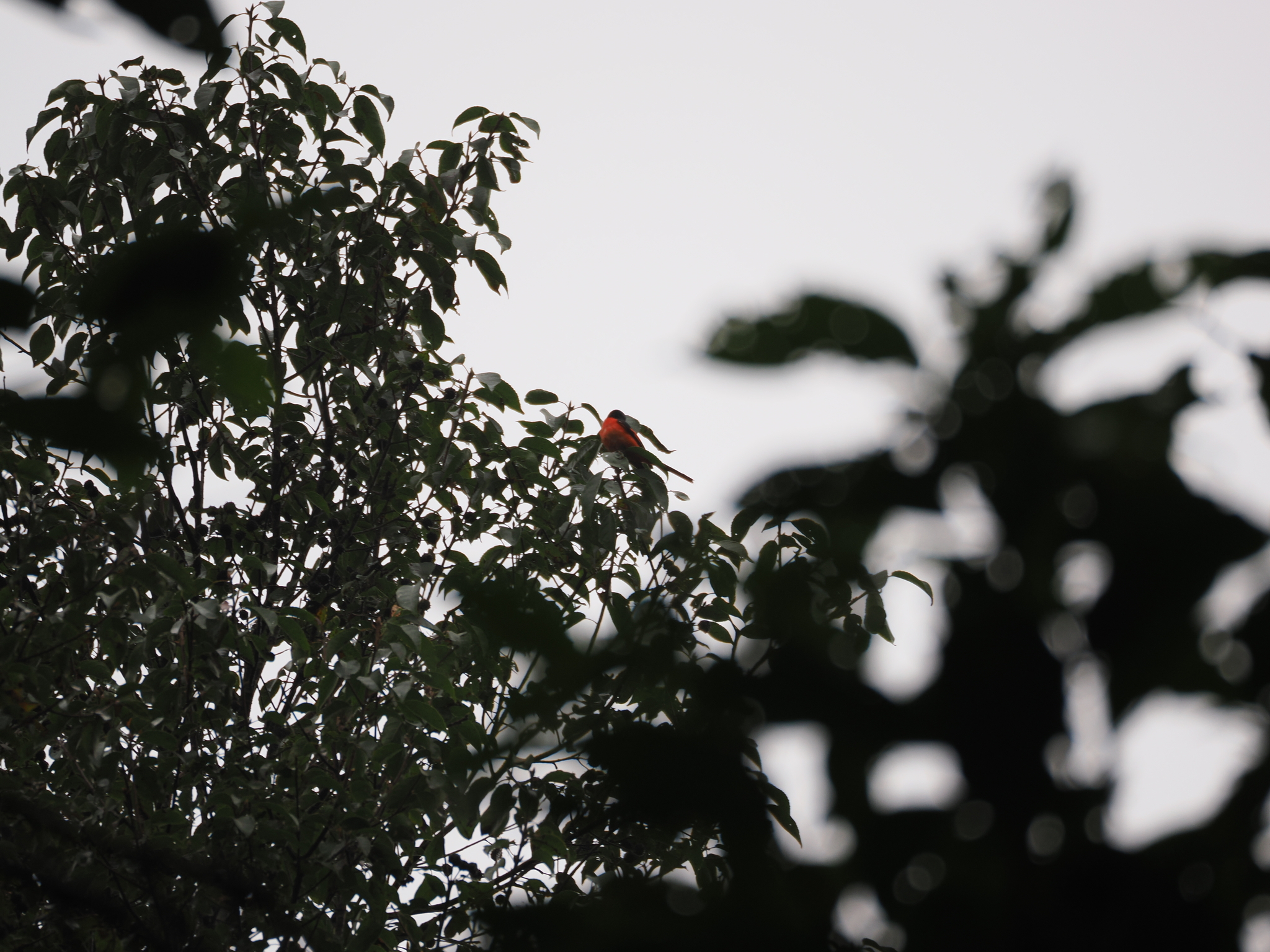 Sunda Minivet (Pericrocotus miniatus), photo 9