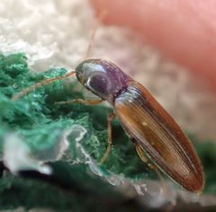 Hemicrepidius hemipodus