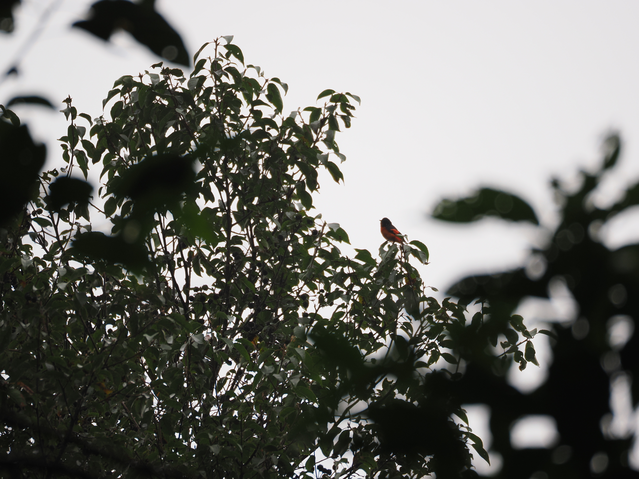 Sunda Minivet (Pericrocotus miniatus), photo 10