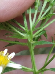 Eurybia schreberi