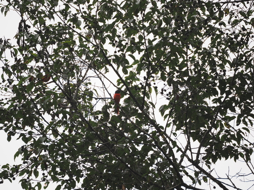 Sunda Minivet (Pericrocotus miniatus), photo 5