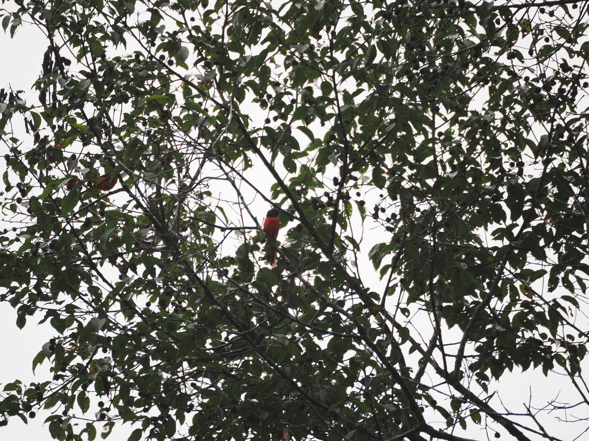 Sunda Minivet (Pericrocotus miniatus), photo 5