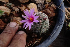 Mammillaria mazatlanensis