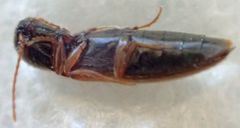 Hemicrepidius hemipodus