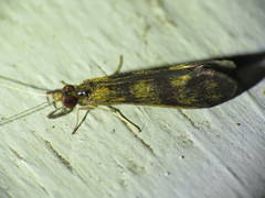 Mystacides interjectus