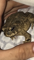 Anaxyrus californicus