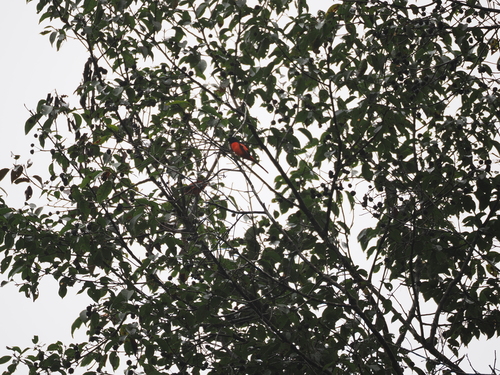 Sunda Minivet (Pericrocotus miniatus), photo 6