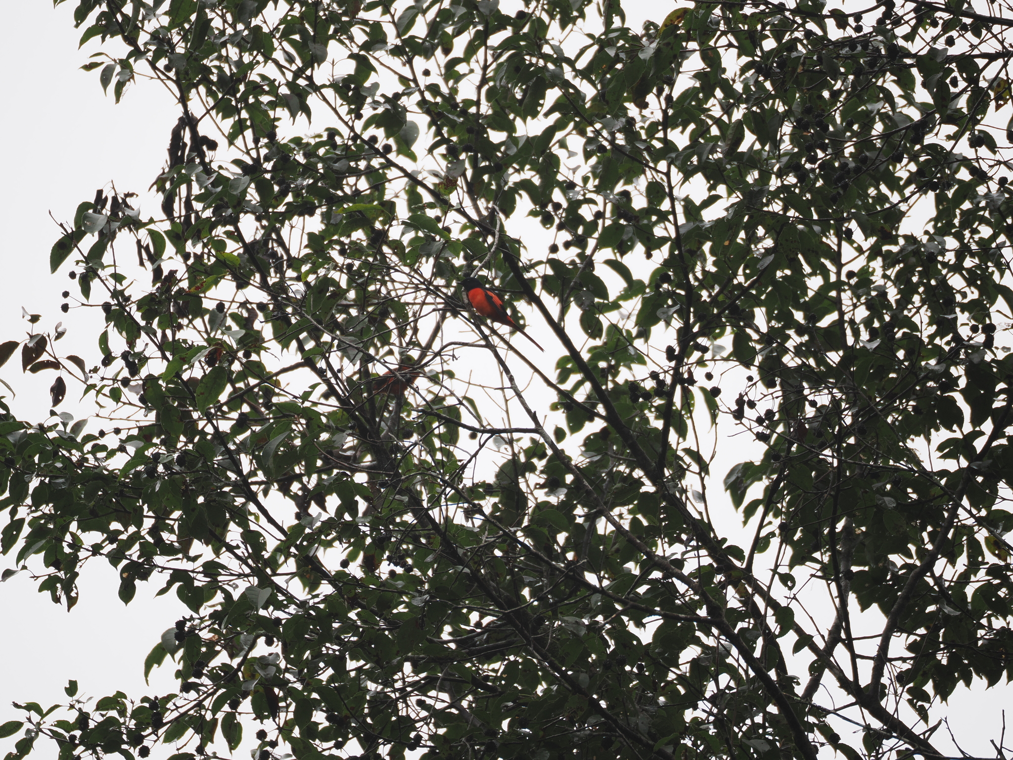 Sunda Minivet (Pericrocotus miniatus), photo 6
