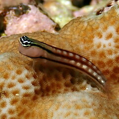 Blackstriped Combtooth Blenny photo 3