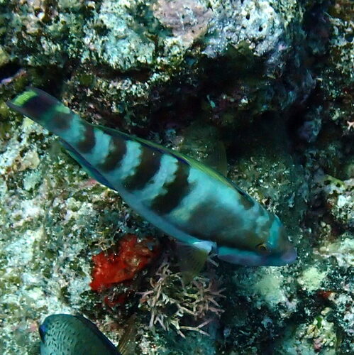 Scarus longipinnis observed 2025-01-25