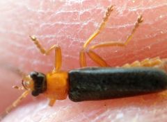 Cantharis nigra