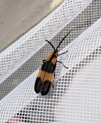 Calopteron reticulatum