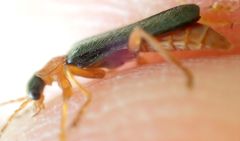Cantharis nigra