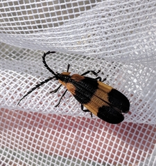 Calopteron reticulatum