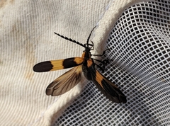 Calopteron reticulatum