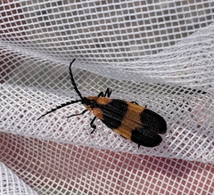Calopteron reticulatum