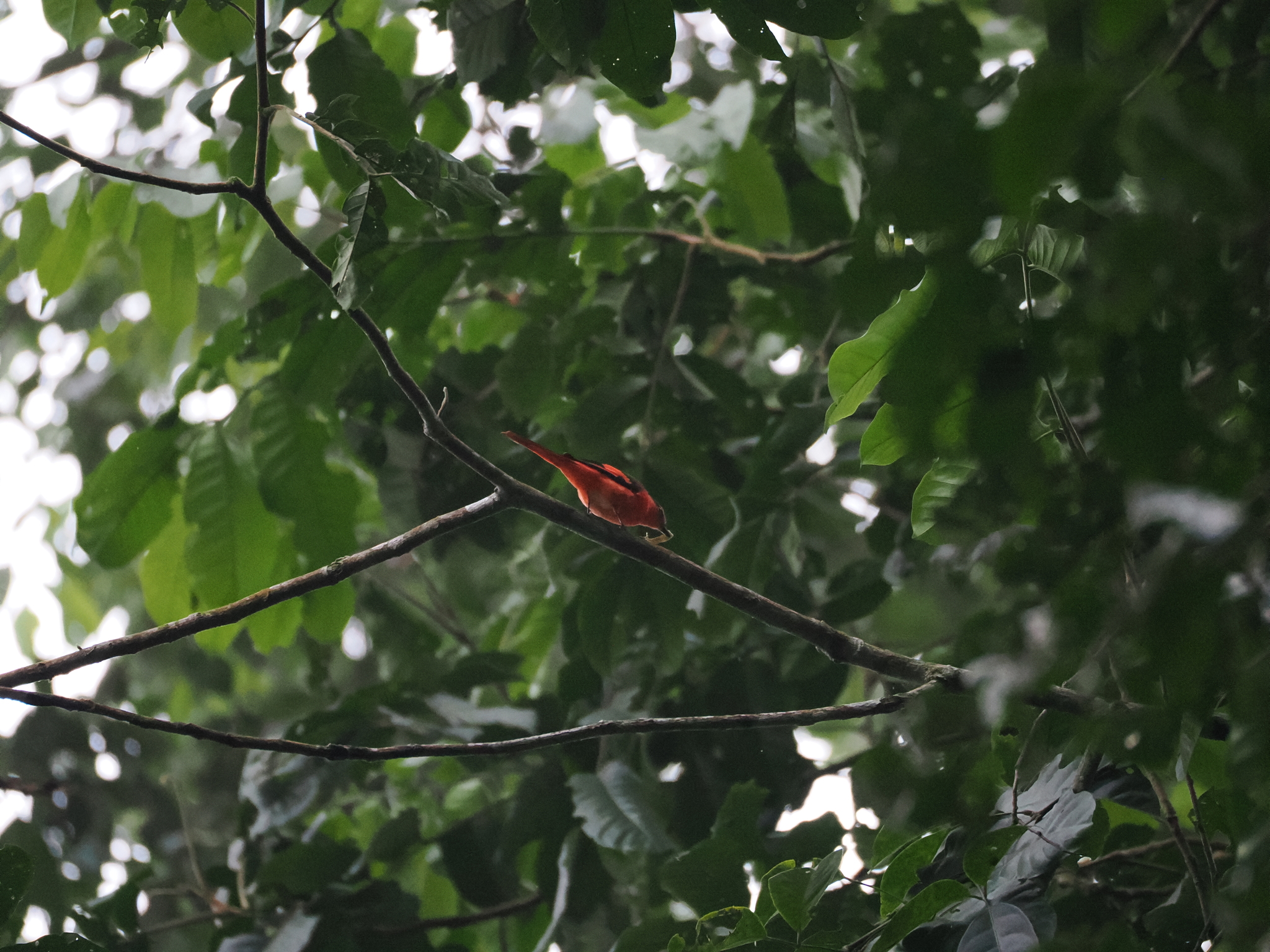 Sunda Minivet (Pericrocotus miniatus), photo 7