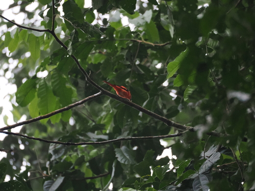 Sunda Minivet (Pericrocotus miniatus), photo 9