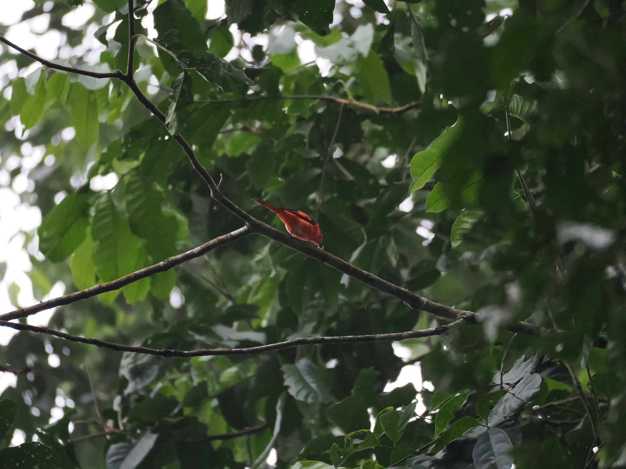 Sunda Minivet (Pericrocotus miniatus), photo 8