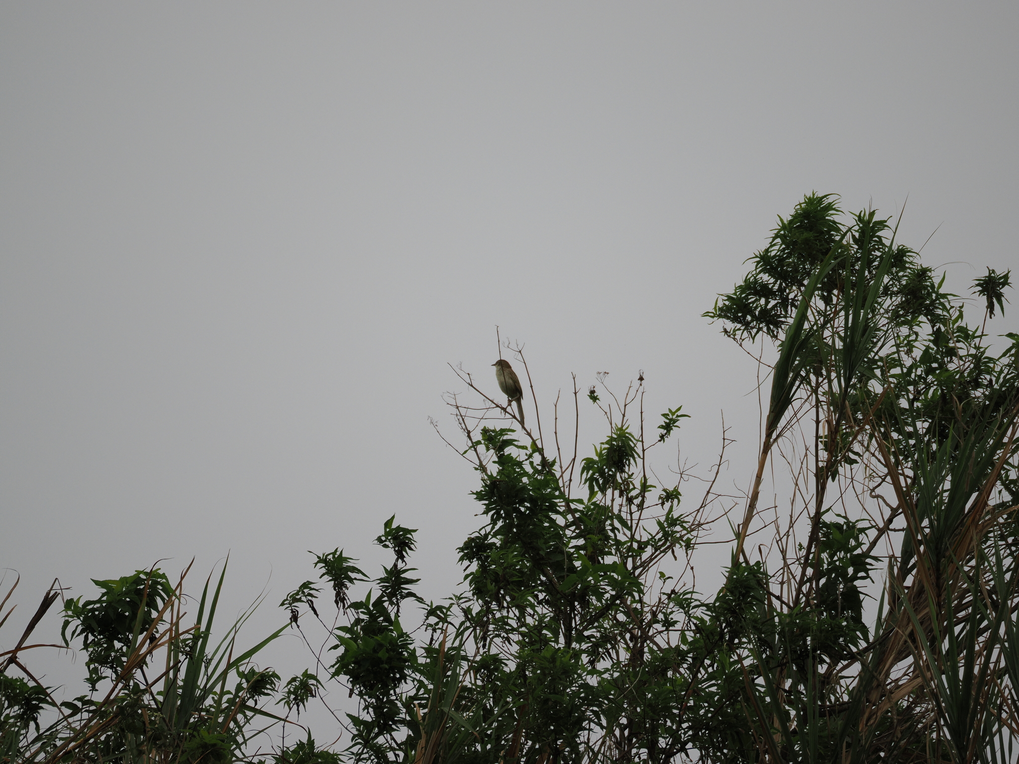 Striated Grassbird