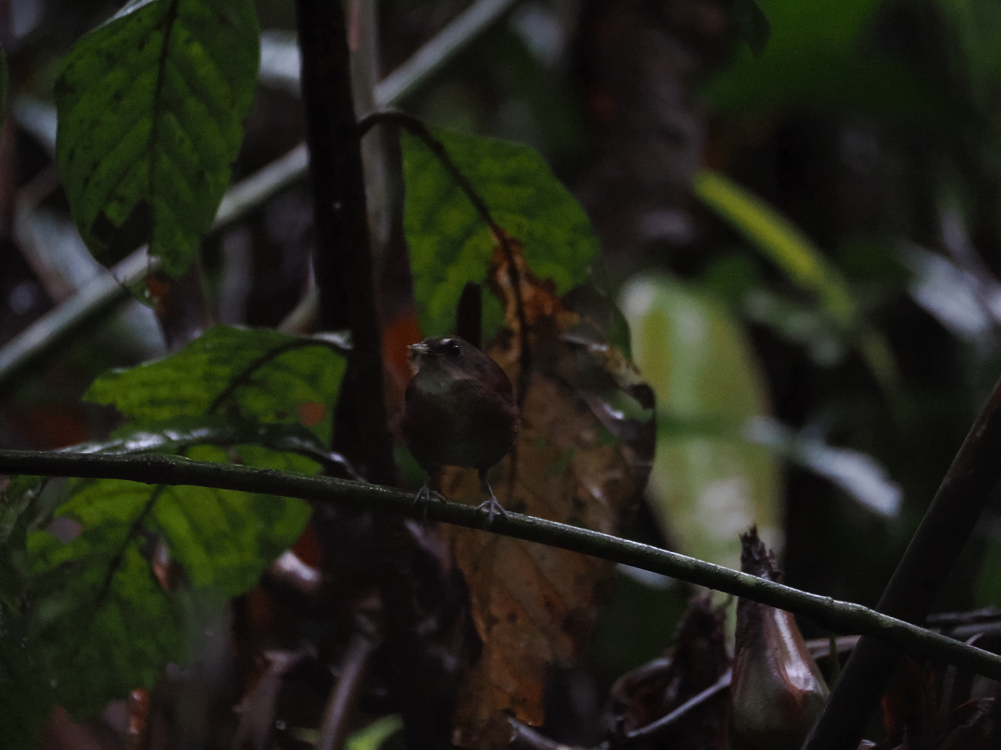 Lesser Shortwing