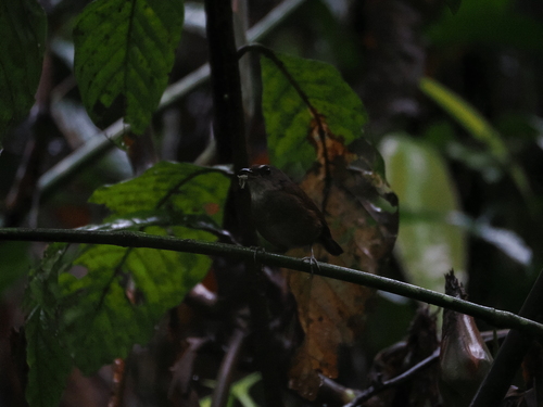 Lesser Shortwing (Brachypteryx leucophris), photo 4