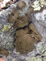 Lasallia pensylvanica