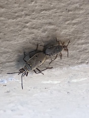 Probergrothius exsanguis