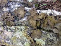 Lasallia pensylvanica