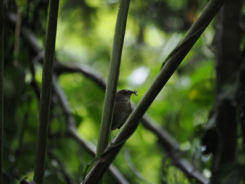 Lesser Shortwing (Brachypteryx leucophris), photo 9
