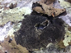 Lasallia pensylvanica