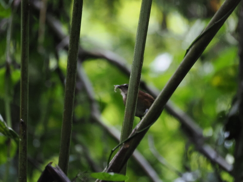Lesser Shortwing (Brachypteryx leucophris), photo 10