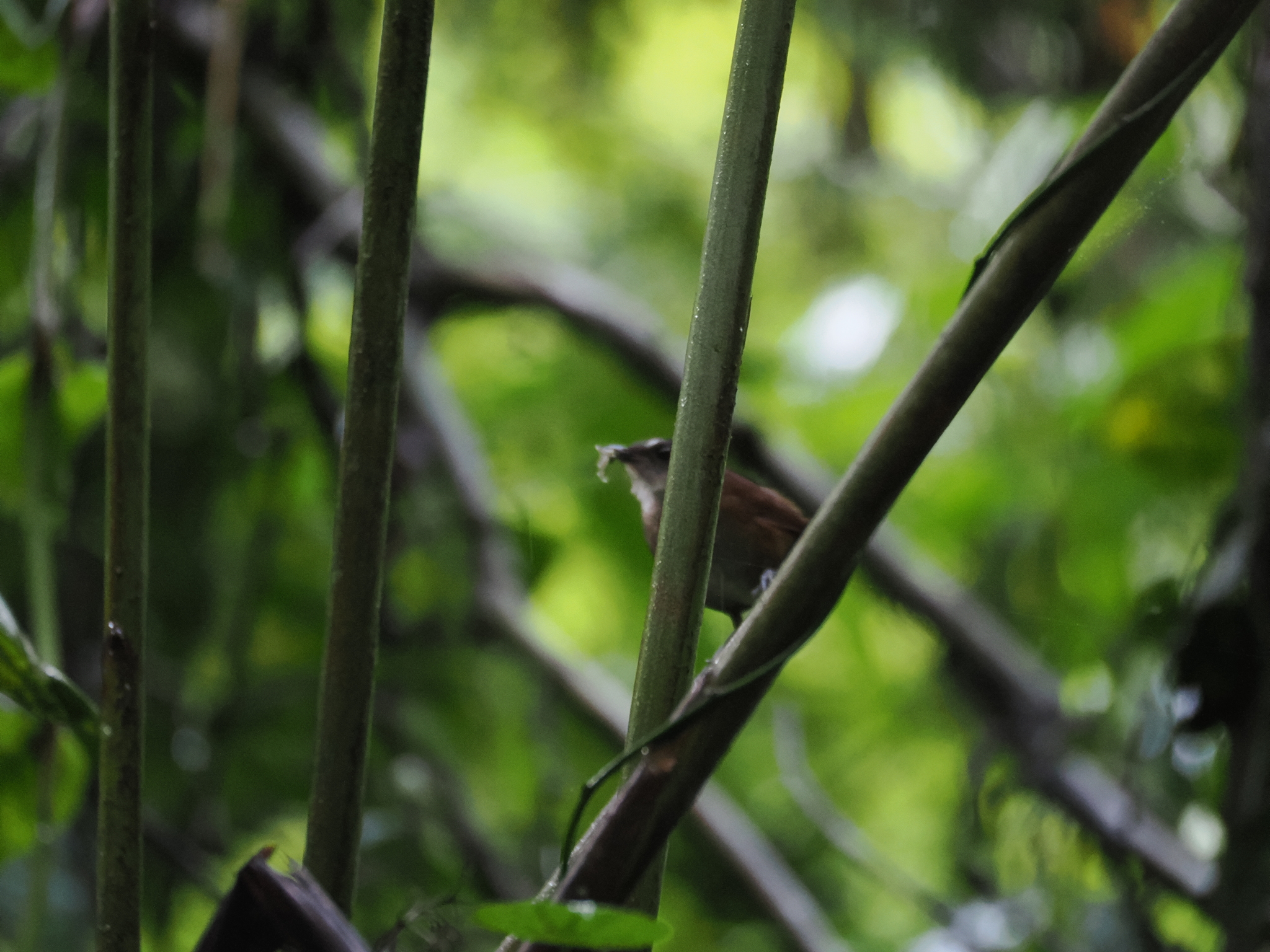 Lesser Shortwing