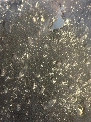 Lasallia pensylvanica