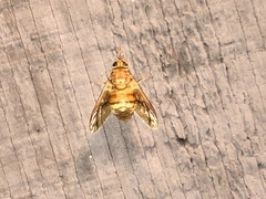 Goniops chrysocoma