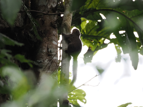 Black-striped Squirrel