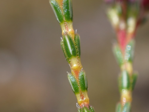 Image of Erica curvifolia by (c) Ren Hoekstra, some rights reserved (CC BY)