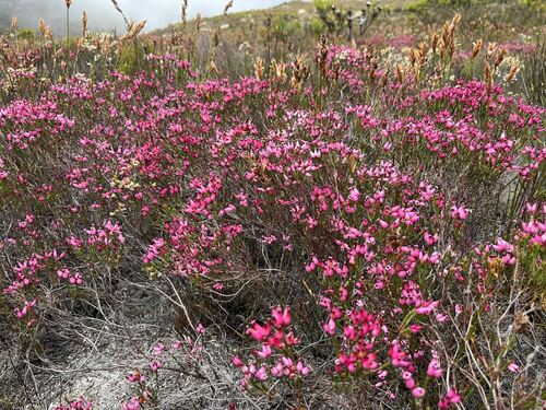 Image of Erica curvifolia by (c) Ren Hoekstra, some rights reserved (CC BY)