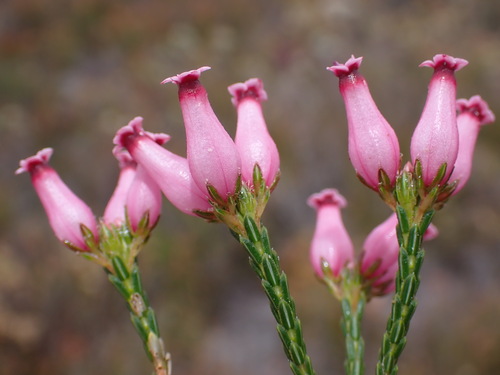 Curveleaf Heaths (Erica curvifolia)