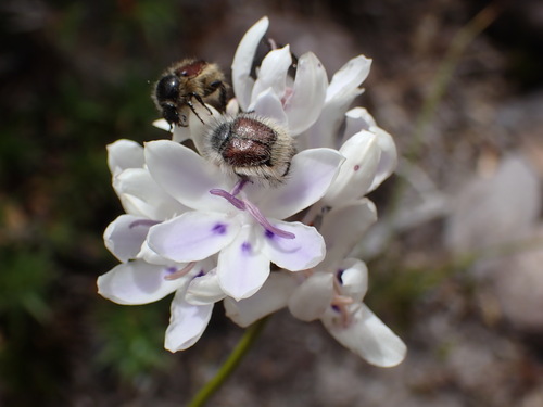 Hawekwas Summerpipe (Thereianthus ixioides)