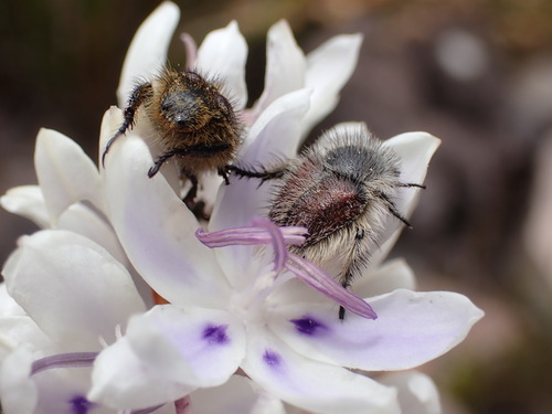 Image of Thereianthus ixioides by (c) Ren Hoekstra, some rights reserved (CC BY)
