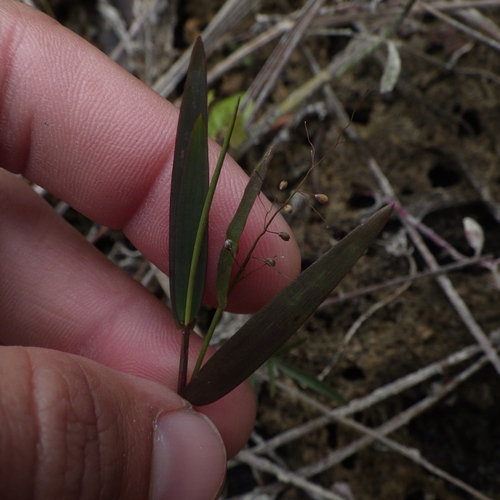 Dichanthelium caerulescens, 2025-01-24