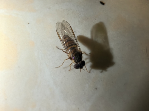 Marmalade Hover Fly