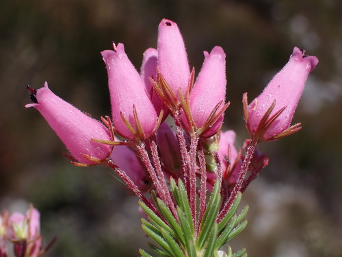 Barrel Heath (Erica doliiformis)