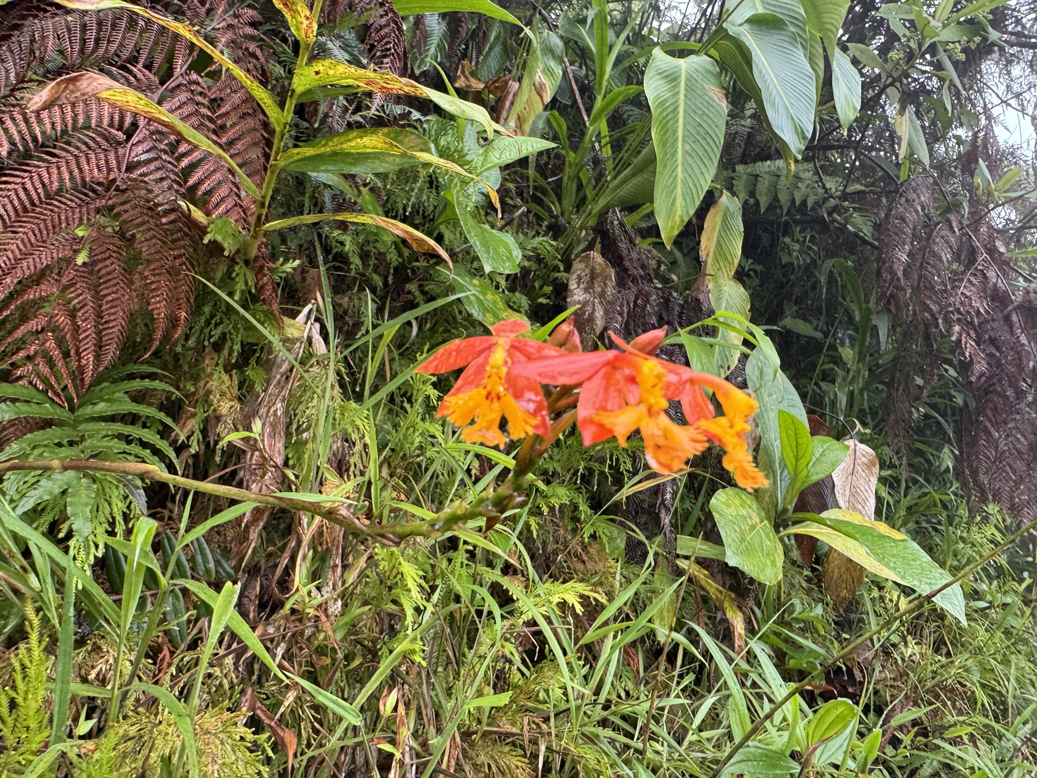 Epidendrum radicans Pav. ex Lindl. 3