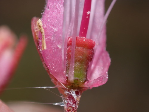Image of Erica doliiformis by (c) Ren Hoekstra, some rights reserved (CC BY)