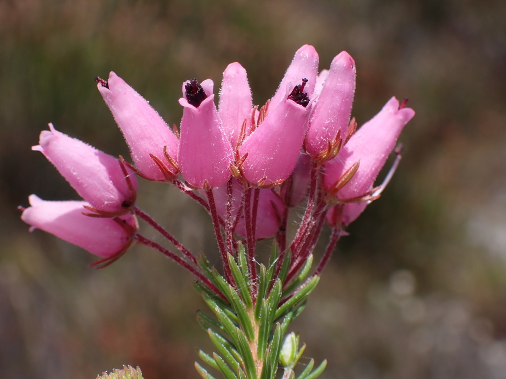 Barrel Heath