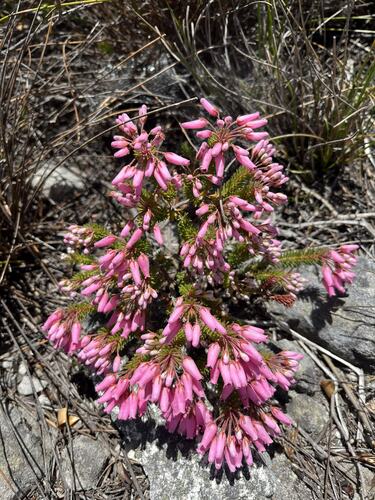 Image of Erica doliiformis by (c) Ren Hoekstra, some rights reserved (CC BY)